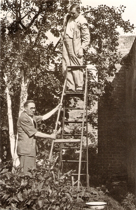 Rwanie śliwek. Józef Jackowiak i Mieczysław Klonowski, 1959 r.