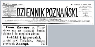 Świnki i kiernozki sprzedam. Zawory. Dziennik Poznański 1891 r.